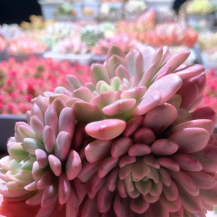 红宝石白覆轮锦5头群生