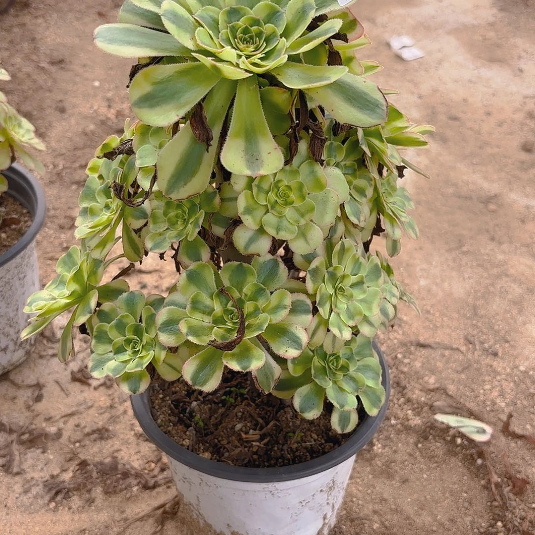 白兰地多肉植物248