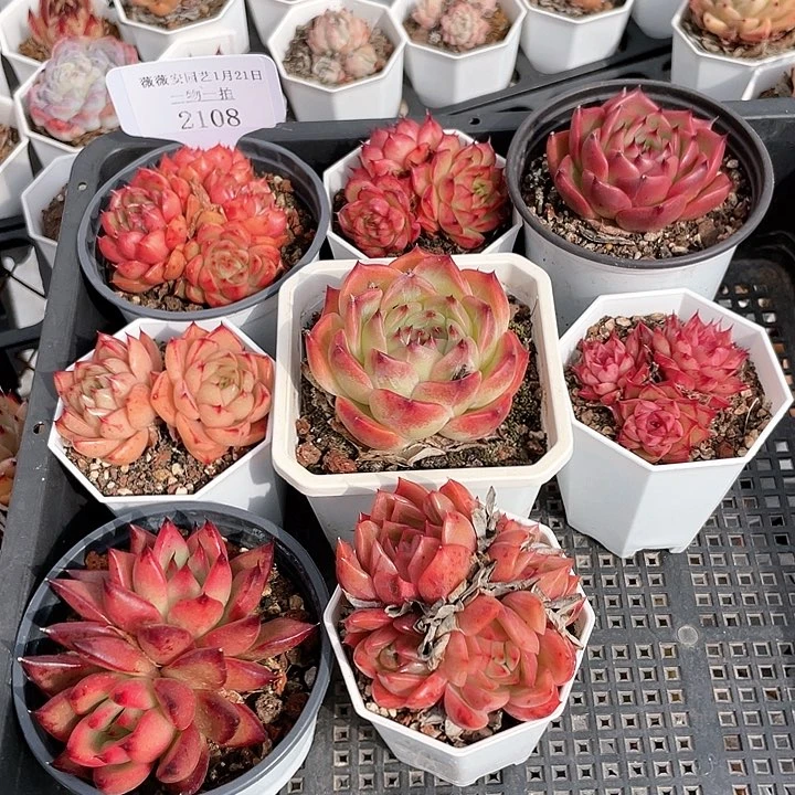 薇薇安园艺多肉2108