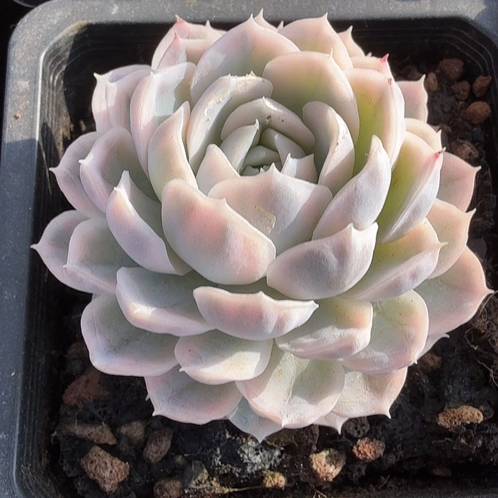 雪球锦多肉锦植物