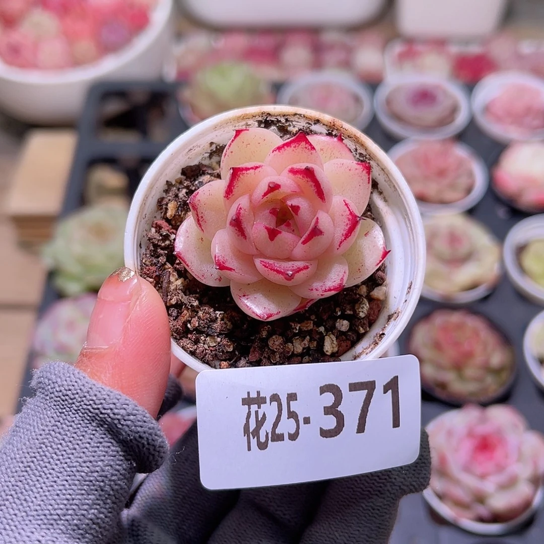 花25-371麦秆单头