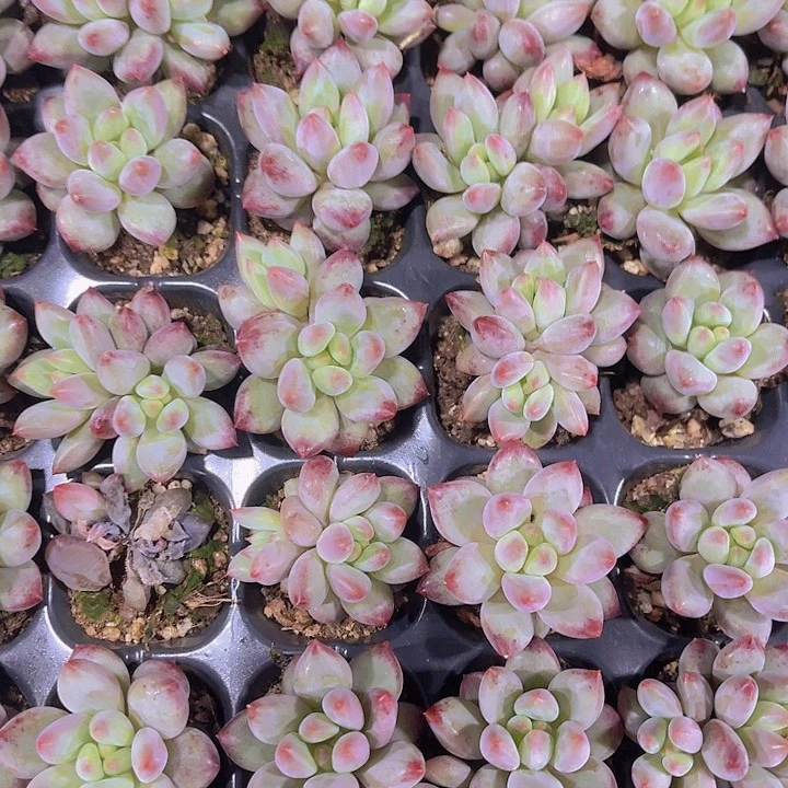 精品虞美人多肉植物