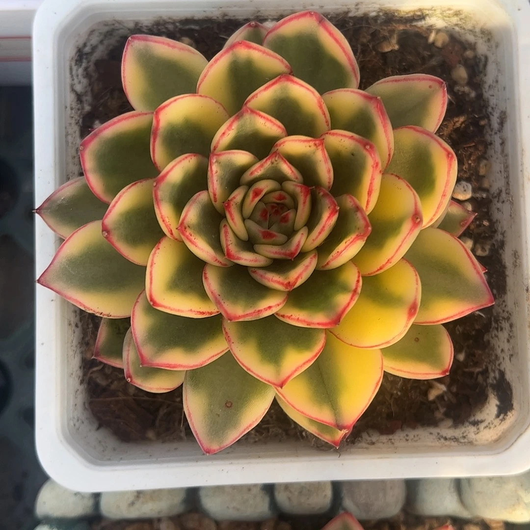 雪花和牛锦 婕宝一物一拍
