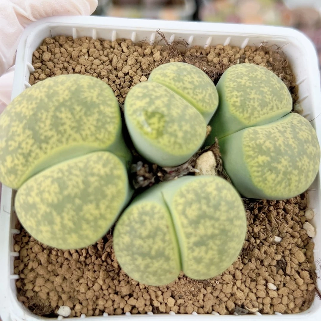 1000 好养易活生石花大母本