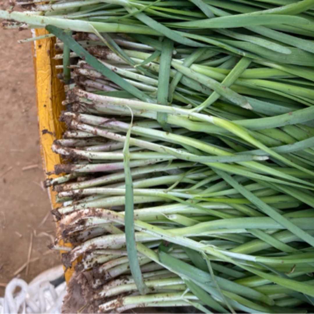 本地头道紫根韭菜，小工棚韭菜 现割现发