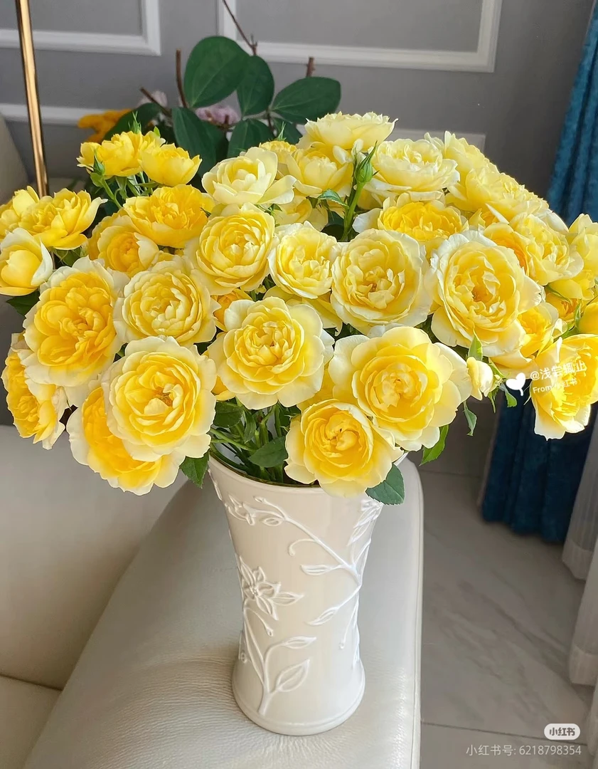 柠檬汁阳台玫瑰10支两单发顺丰