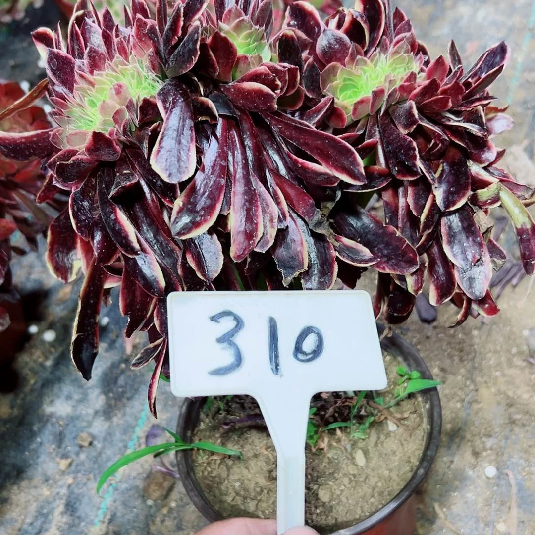 多肉植物欧嘉莉法师