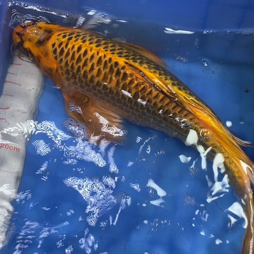 锦鲤冷水锦鲤包邮