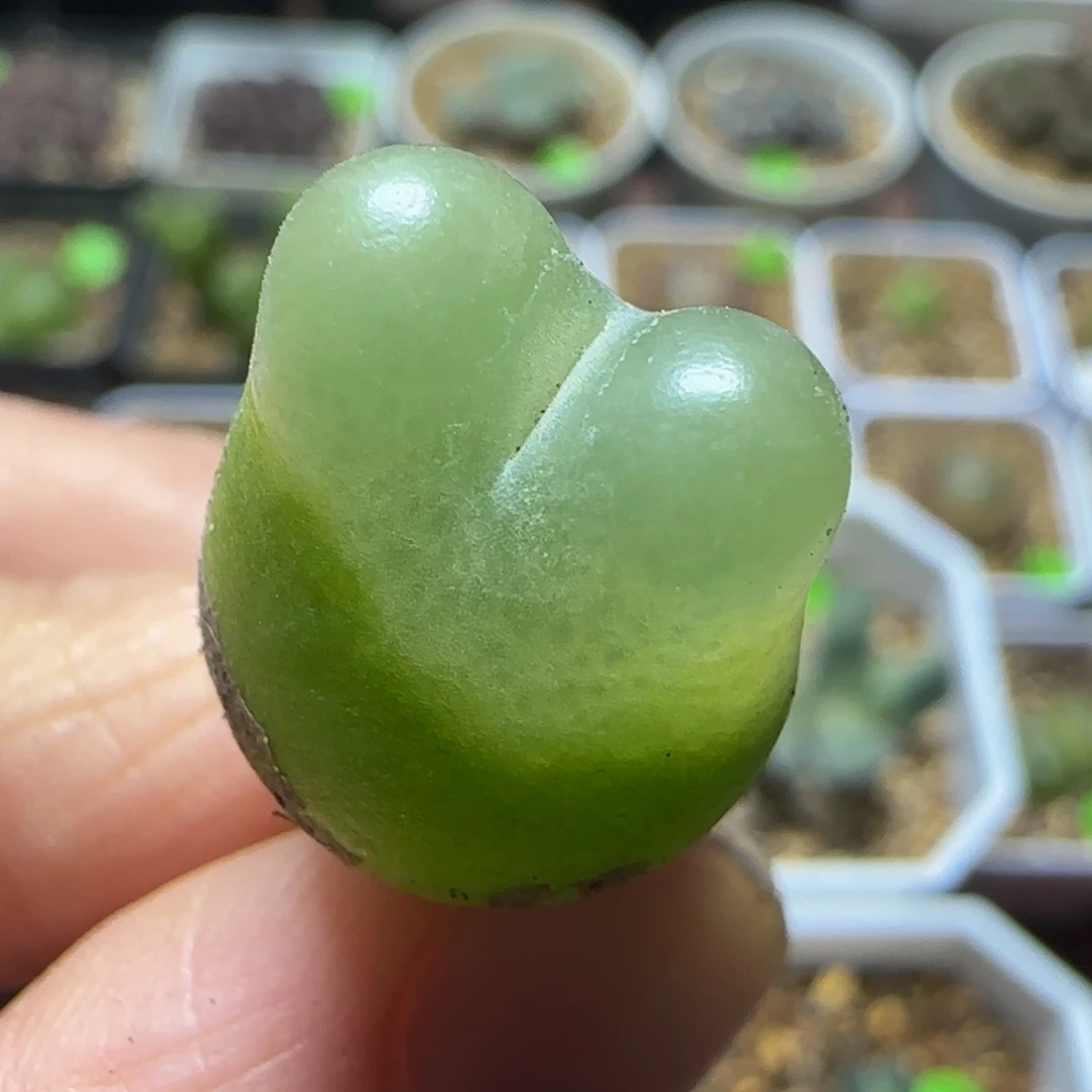 兔耳朵拉登1.5多肉植物458