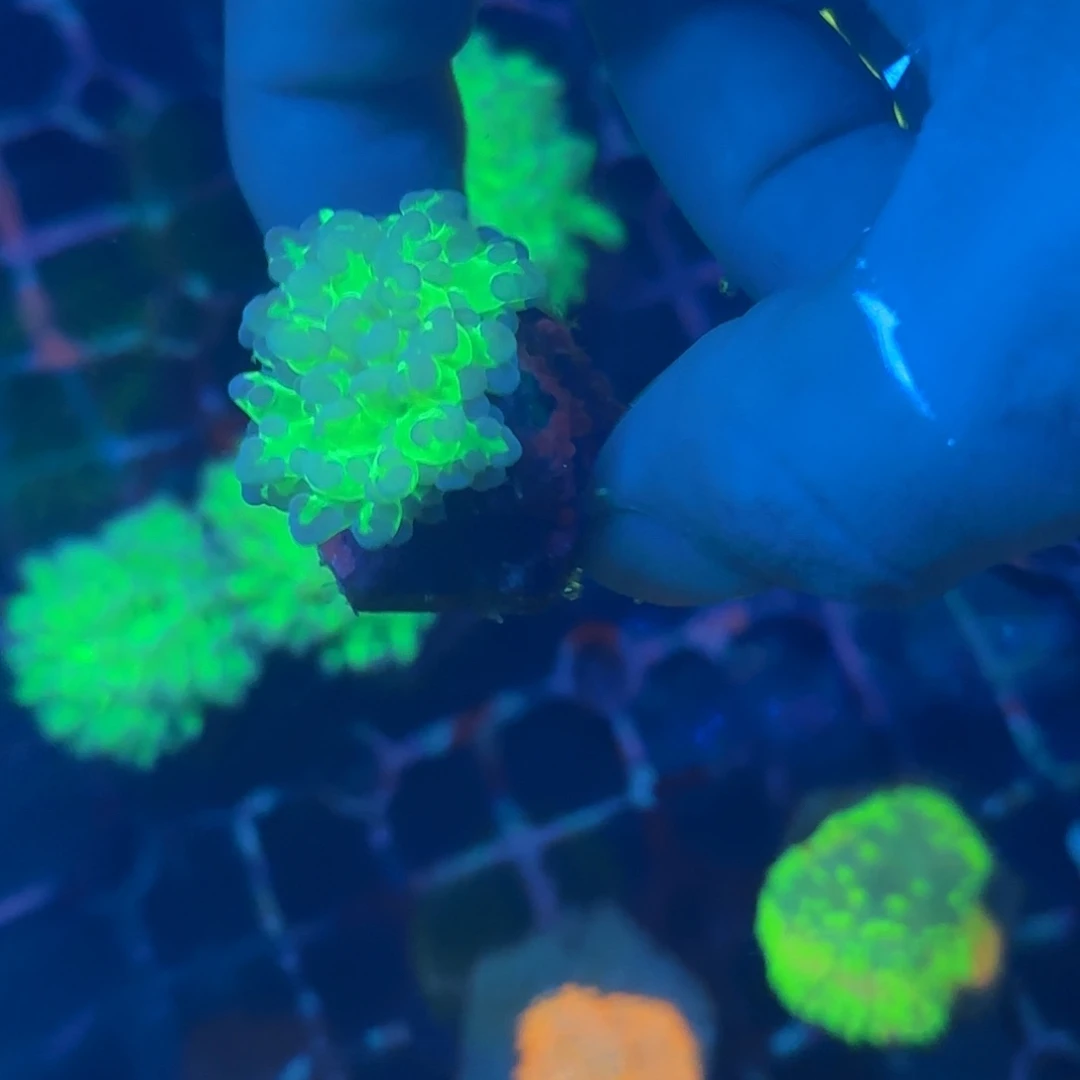 吴***比海缸造景海葵草皮