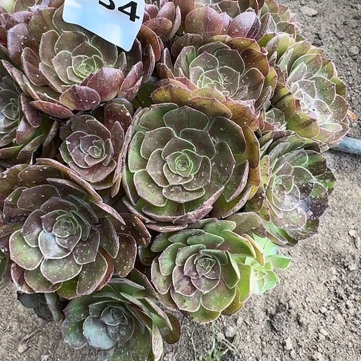 老****134万圣节16-25发货