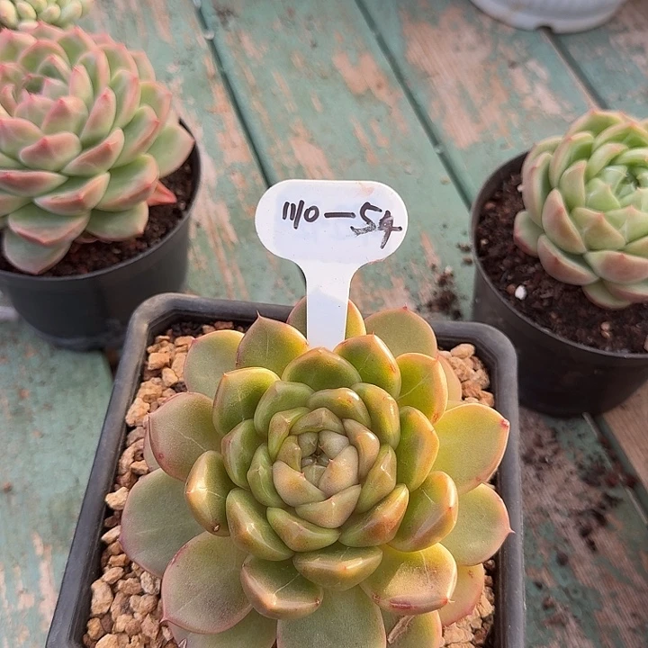 111-54蓝水鬼11111