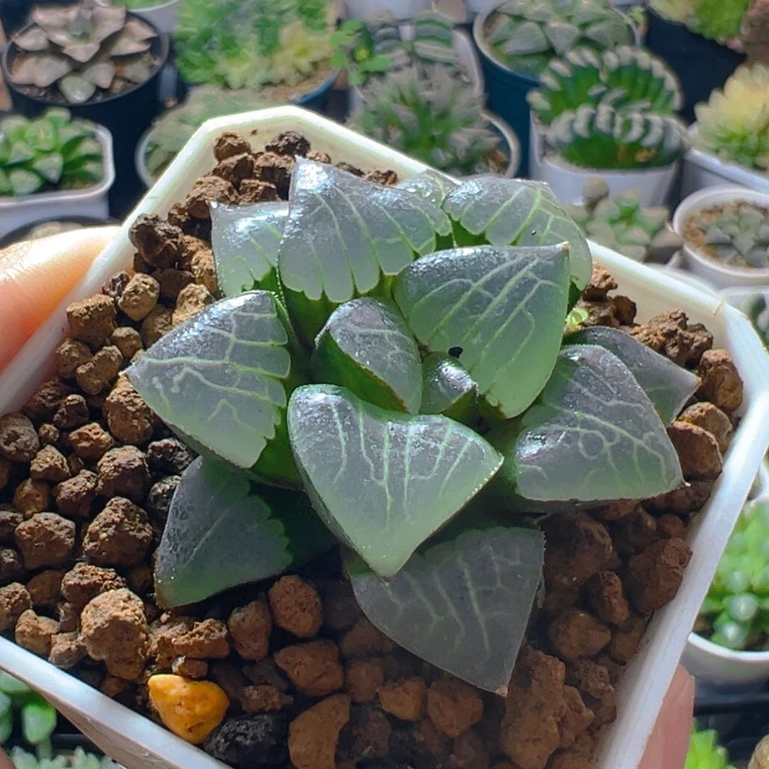 雅典娜玉露多肉多肉一颗