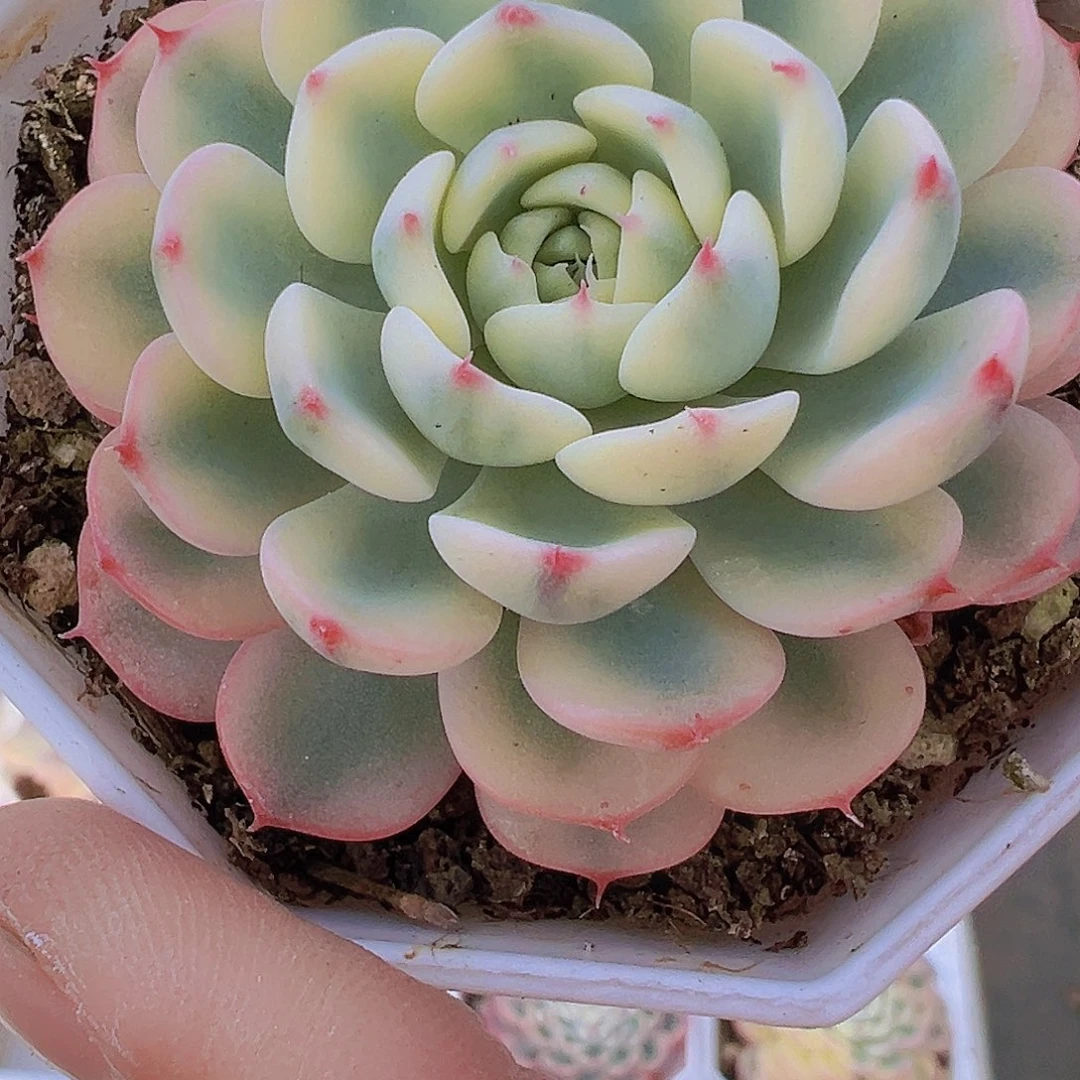 姬莲锦19包邮多肉植物