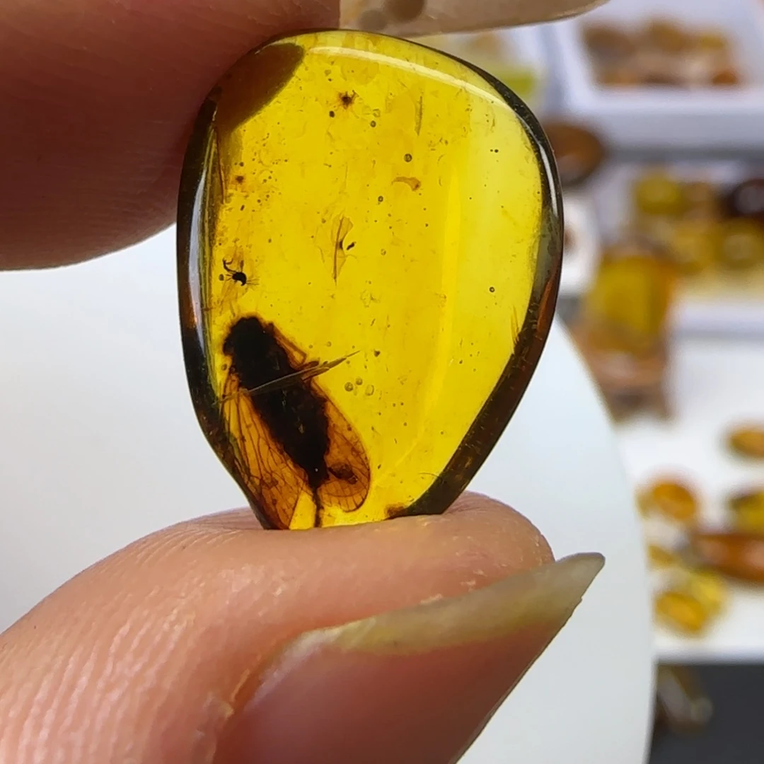 琥珀裸石未镶嵌地**记地球