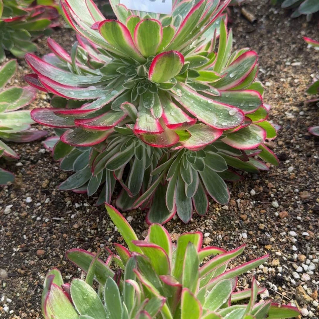 涛*a3007孔雀翎到秋天。 多肉植物