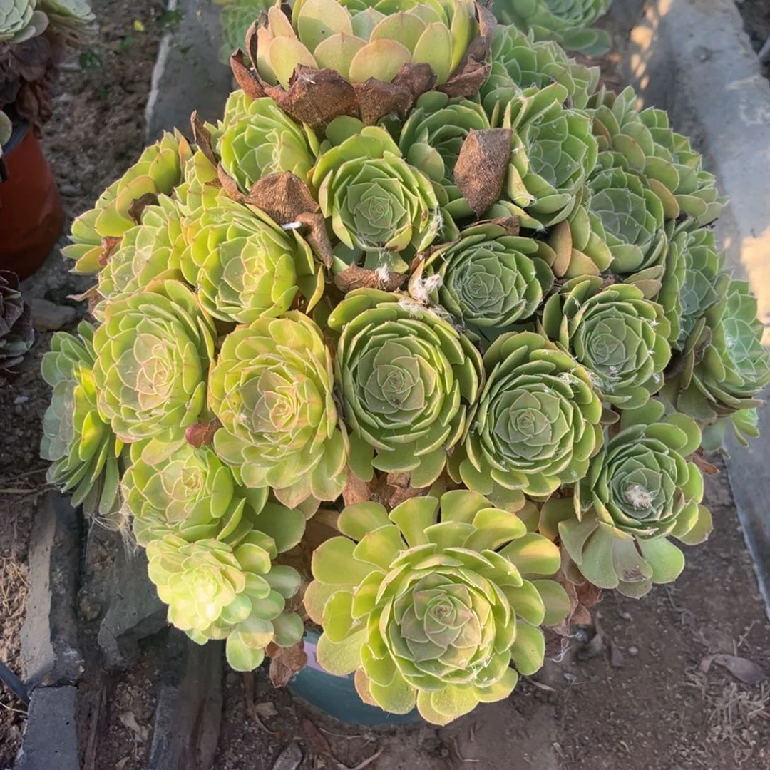多肉法师万圣节876