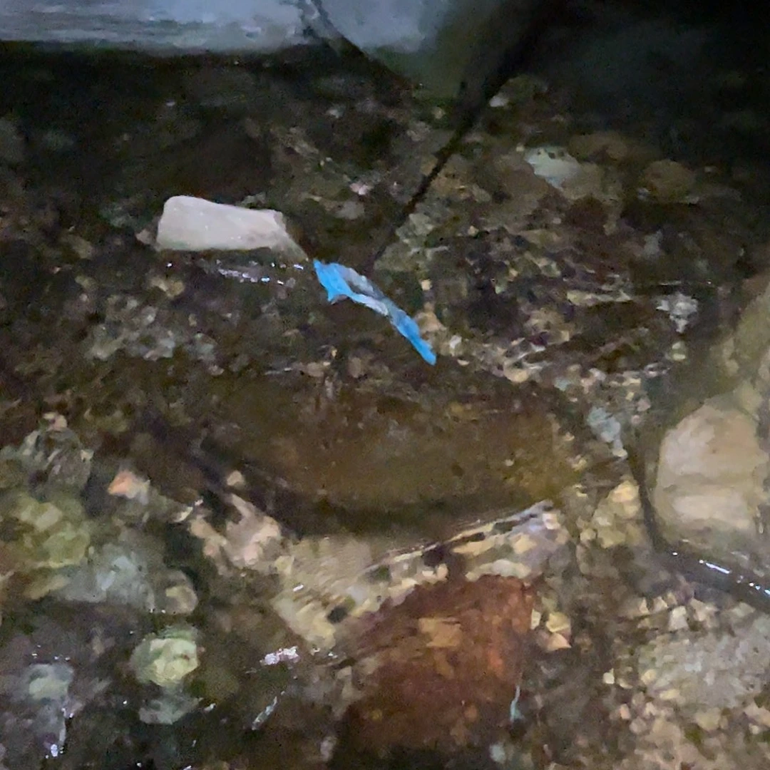 海水鱼原生鱼基督教的当警察你的都没看到