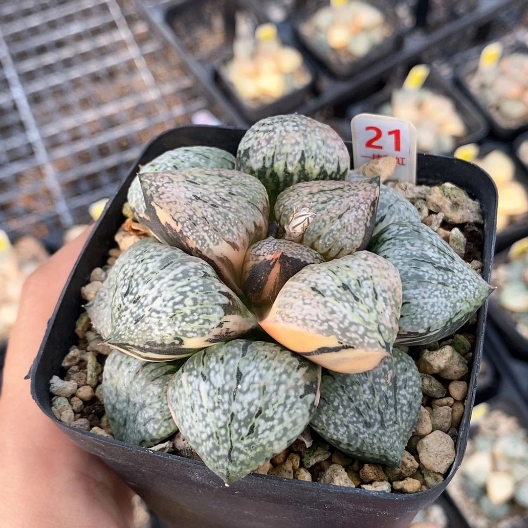 红陶21号白银锦一物一拍