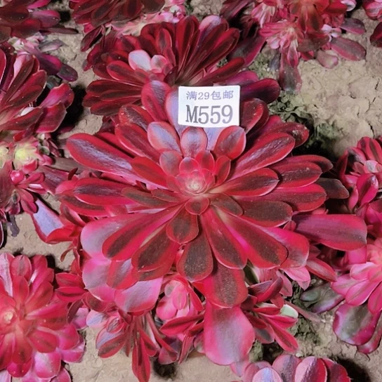 559美杜莎多肉植物