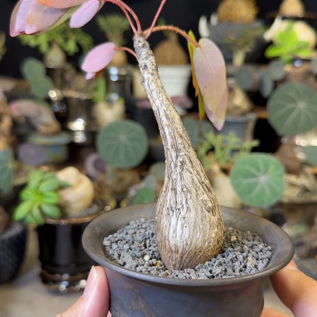 一物一拍奇异油柑17