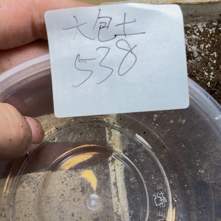 狮***️超大包土大包土538