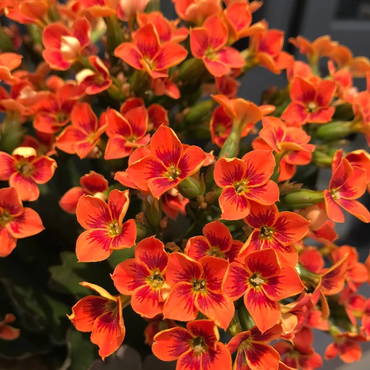 比利开花版 130盆 北京昊景