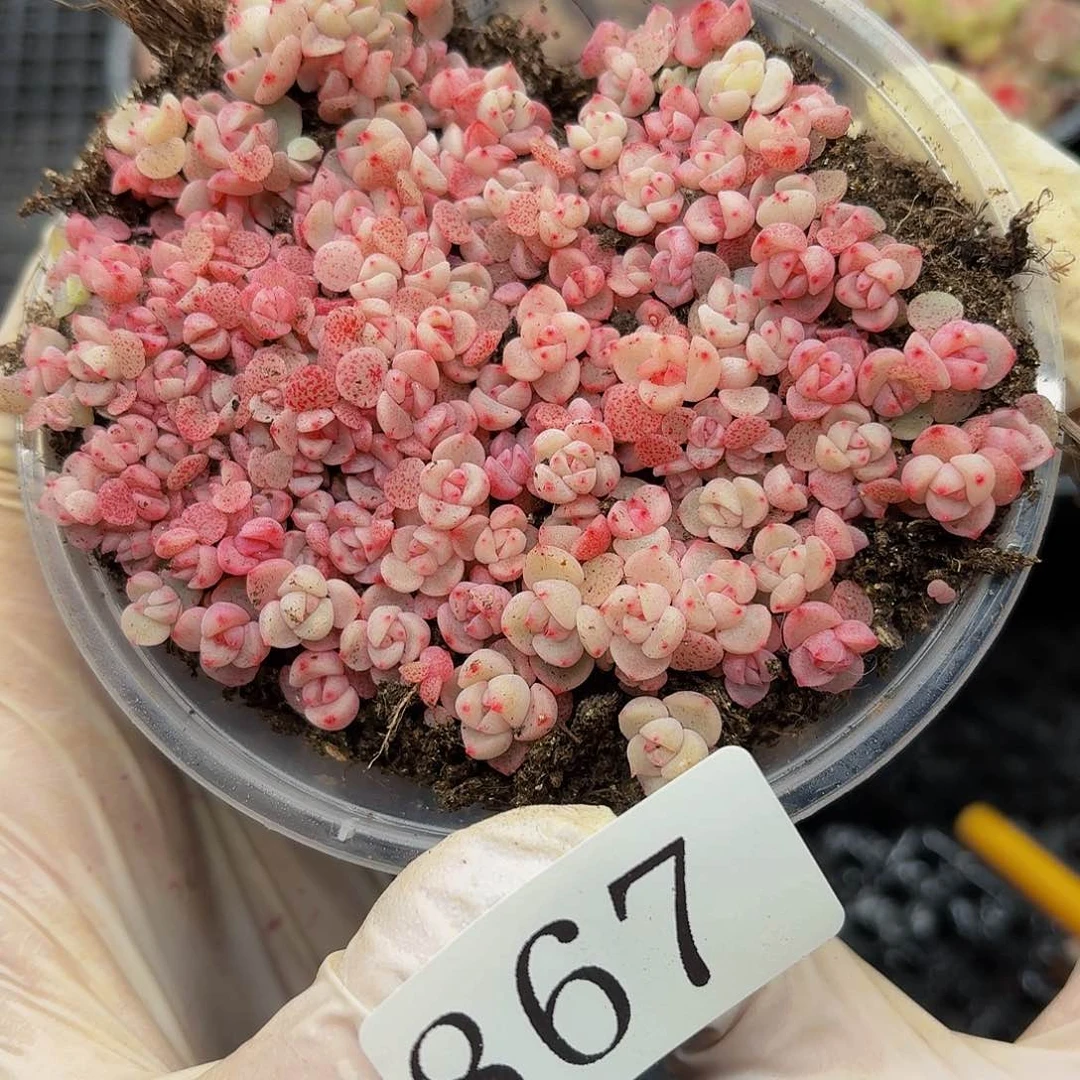 多肉植物多肉植物367