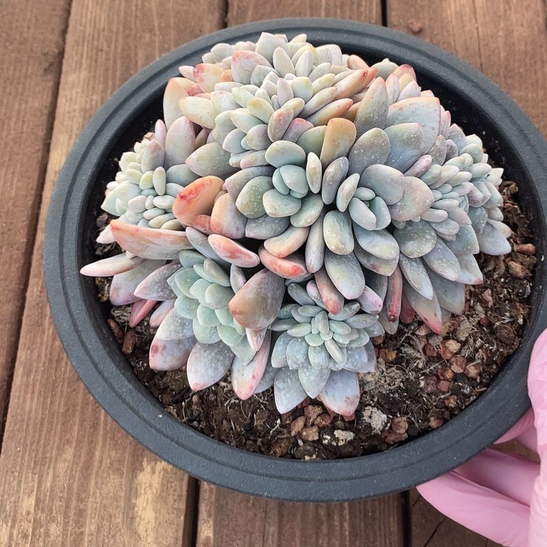 粉兔满天星缀化一个，冠幅约15cm