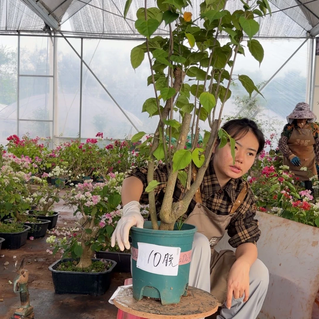 大部分花苞少量开放柠檬黄 10脱