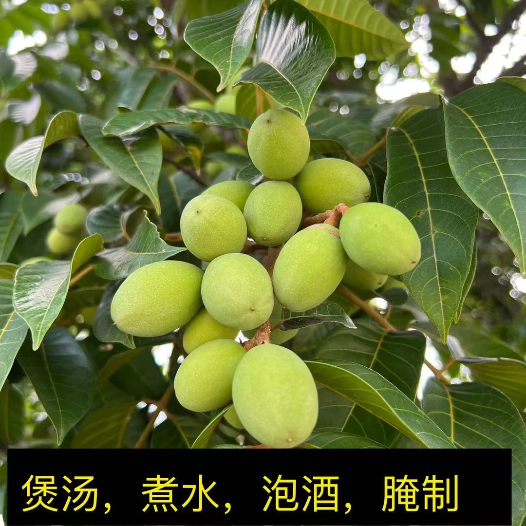 新鲜现摘原味橄榄潮汕特产新鲜橄榄果煲汤腌制泡酒青橄榄果鲜果