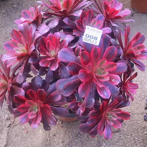 2.3-8蒙娜丽莎多肉植物