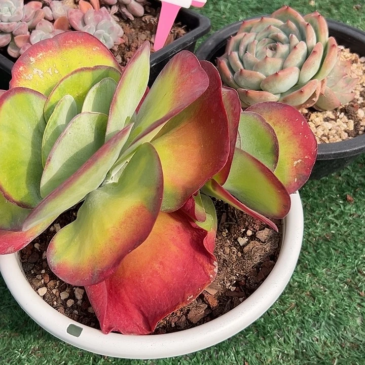 26一个多肉植物脱土