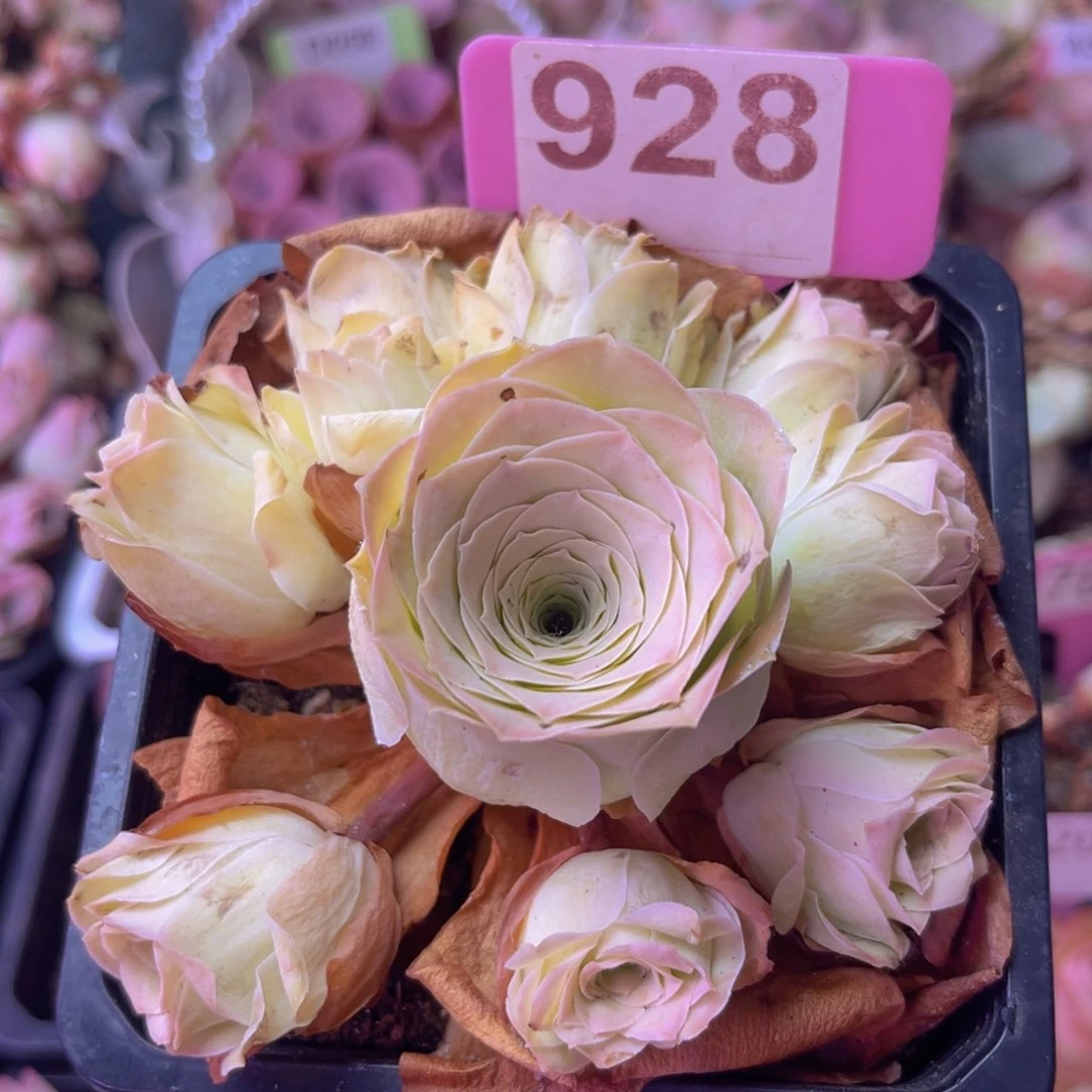 12方清秋玫瑰一物一拍928