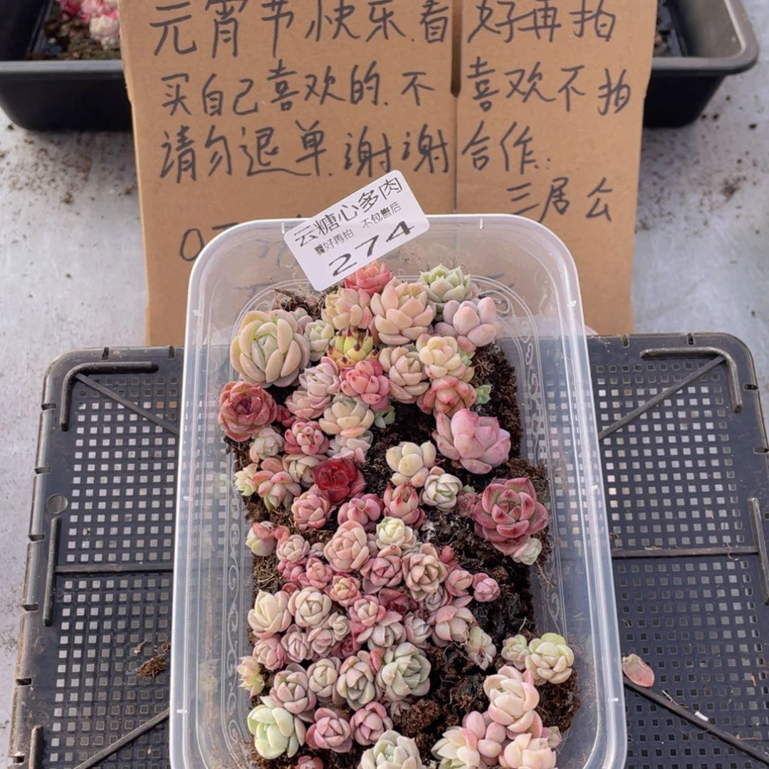 云糖心多肉植物274
