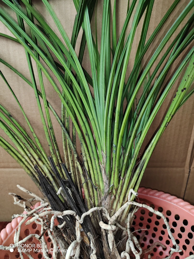 品种，秋芝，盆景形草，