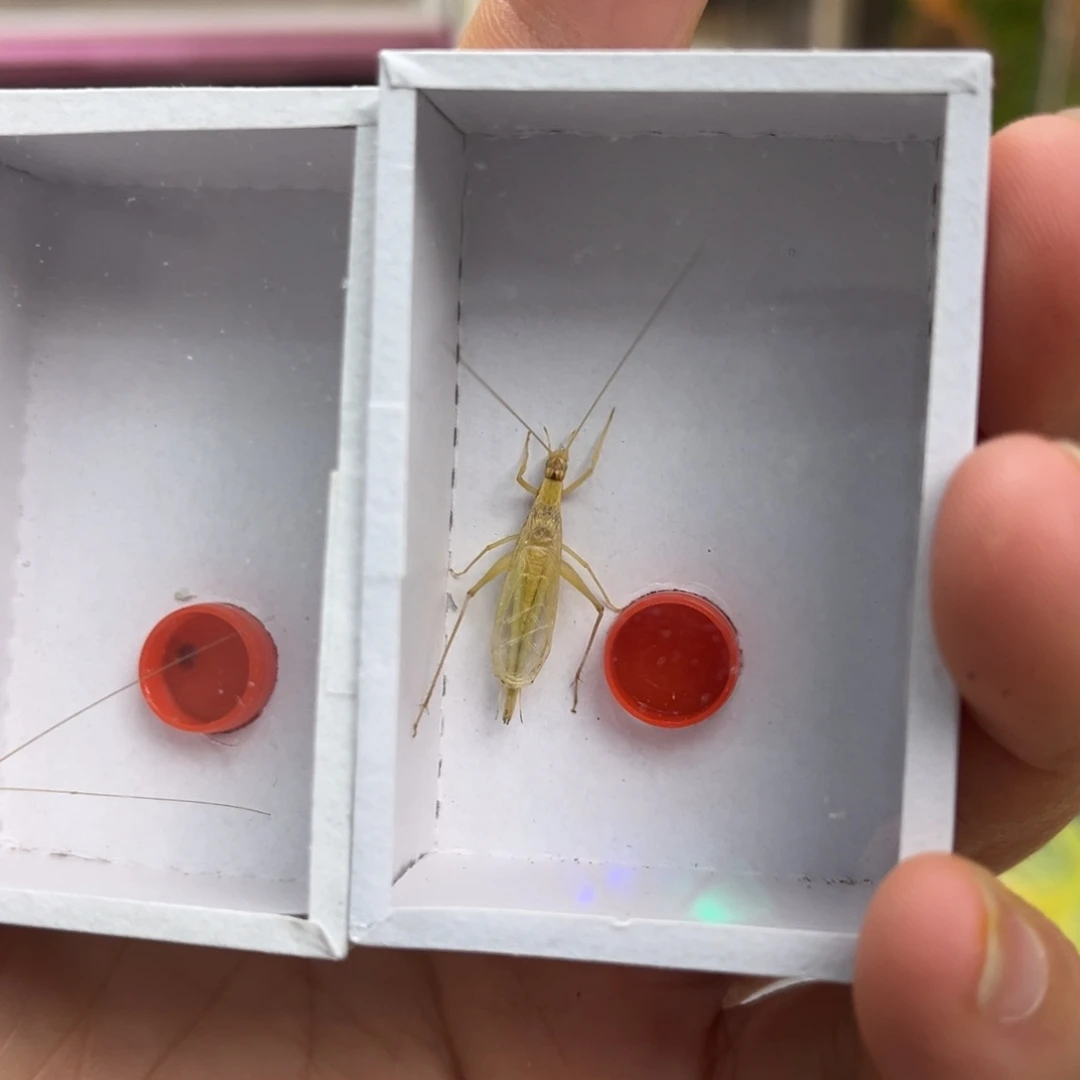 2条长须柬竹哈哈哈