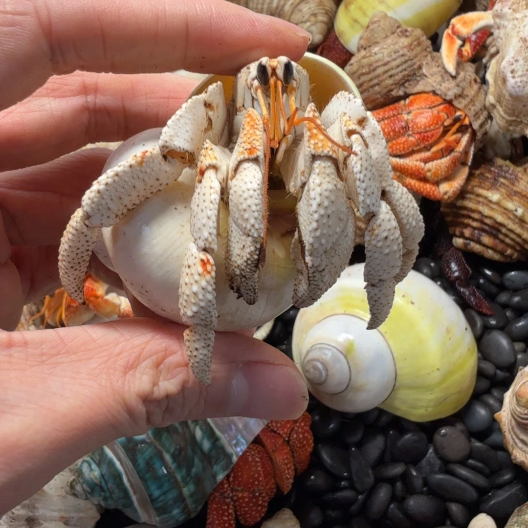 0006号2.9口金肩奶白毛球