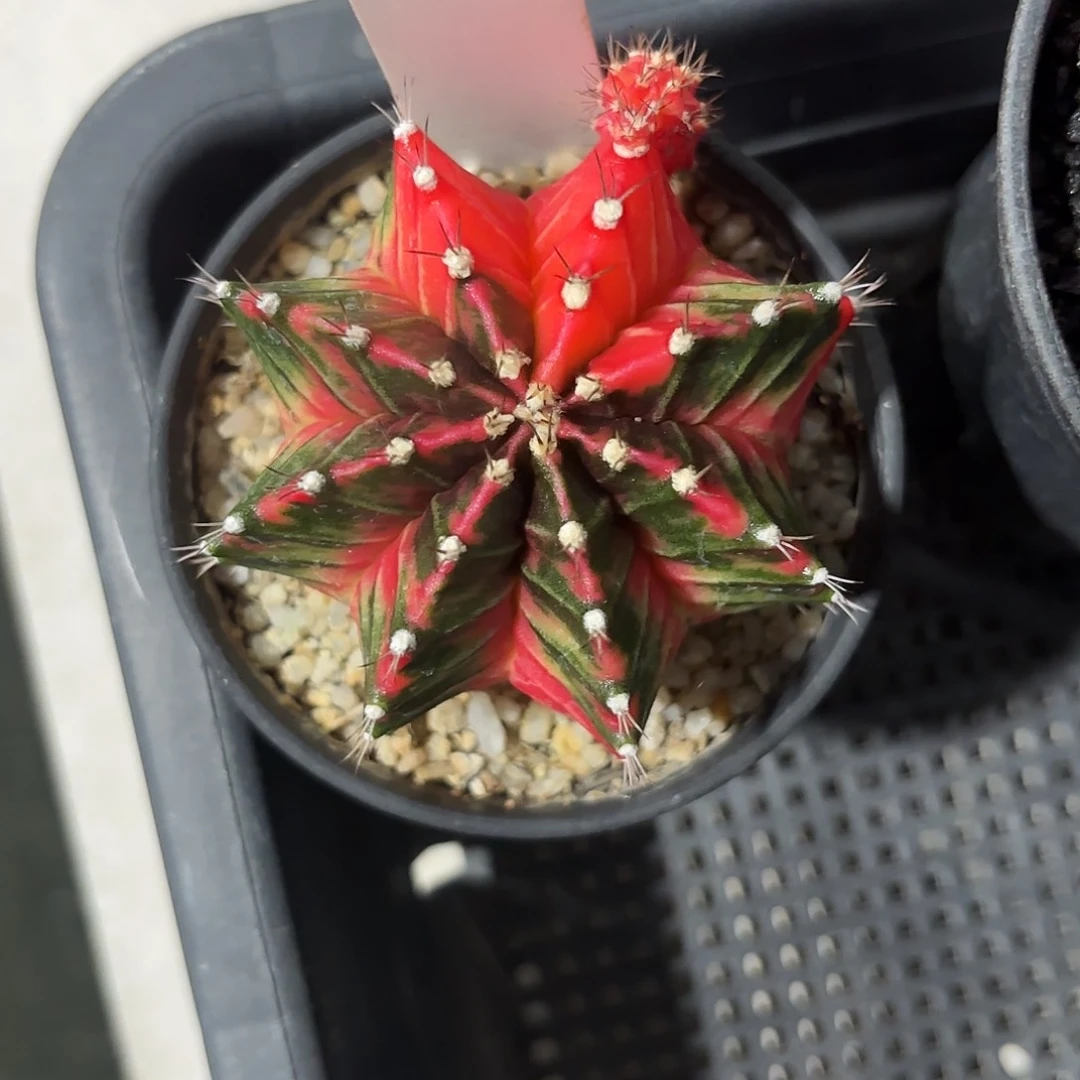 10-0706泰国发货多肉