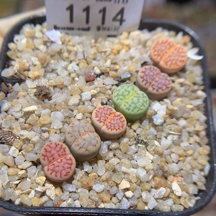 小*乖Sss精品生石花1114