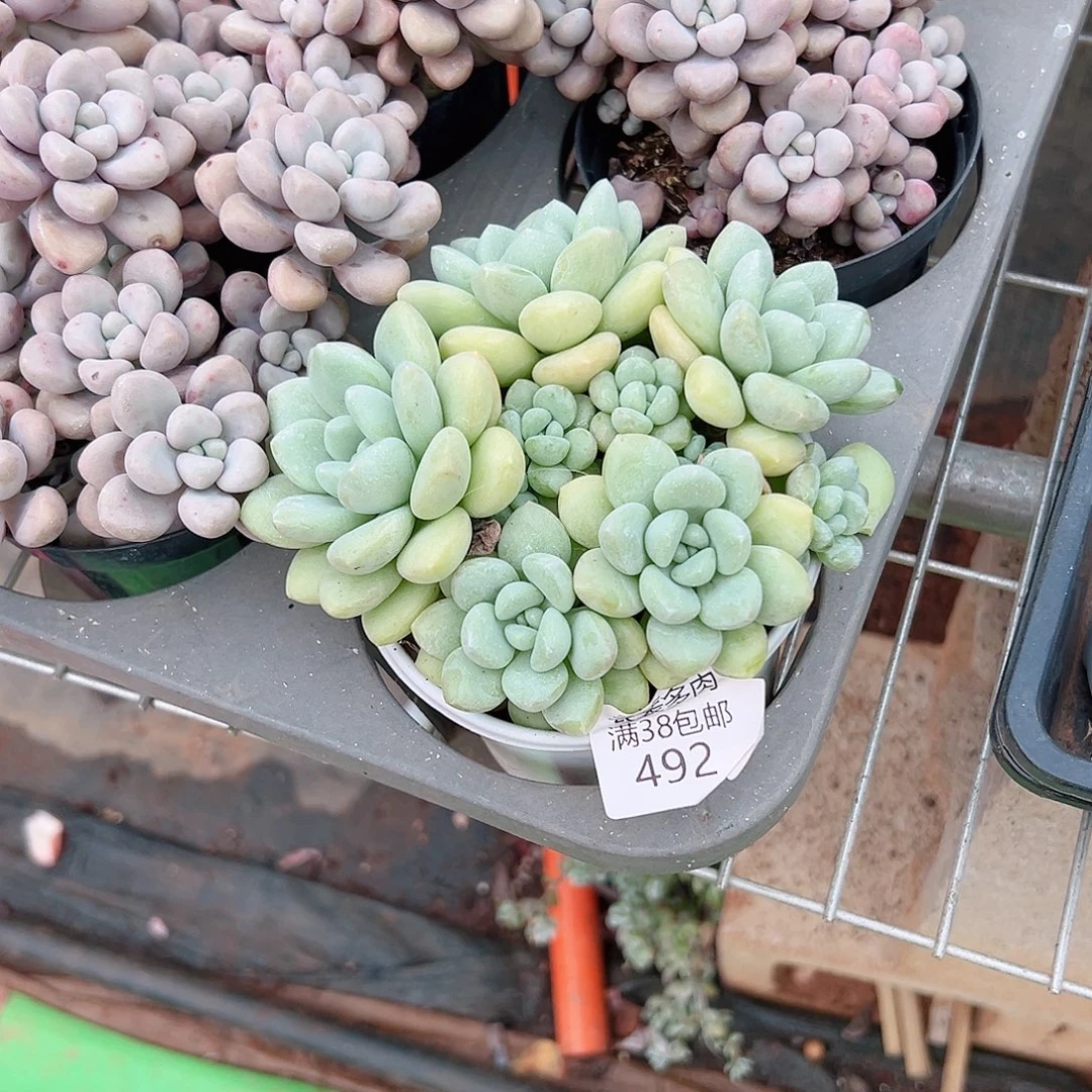 @***范多肉一物一拍植物492