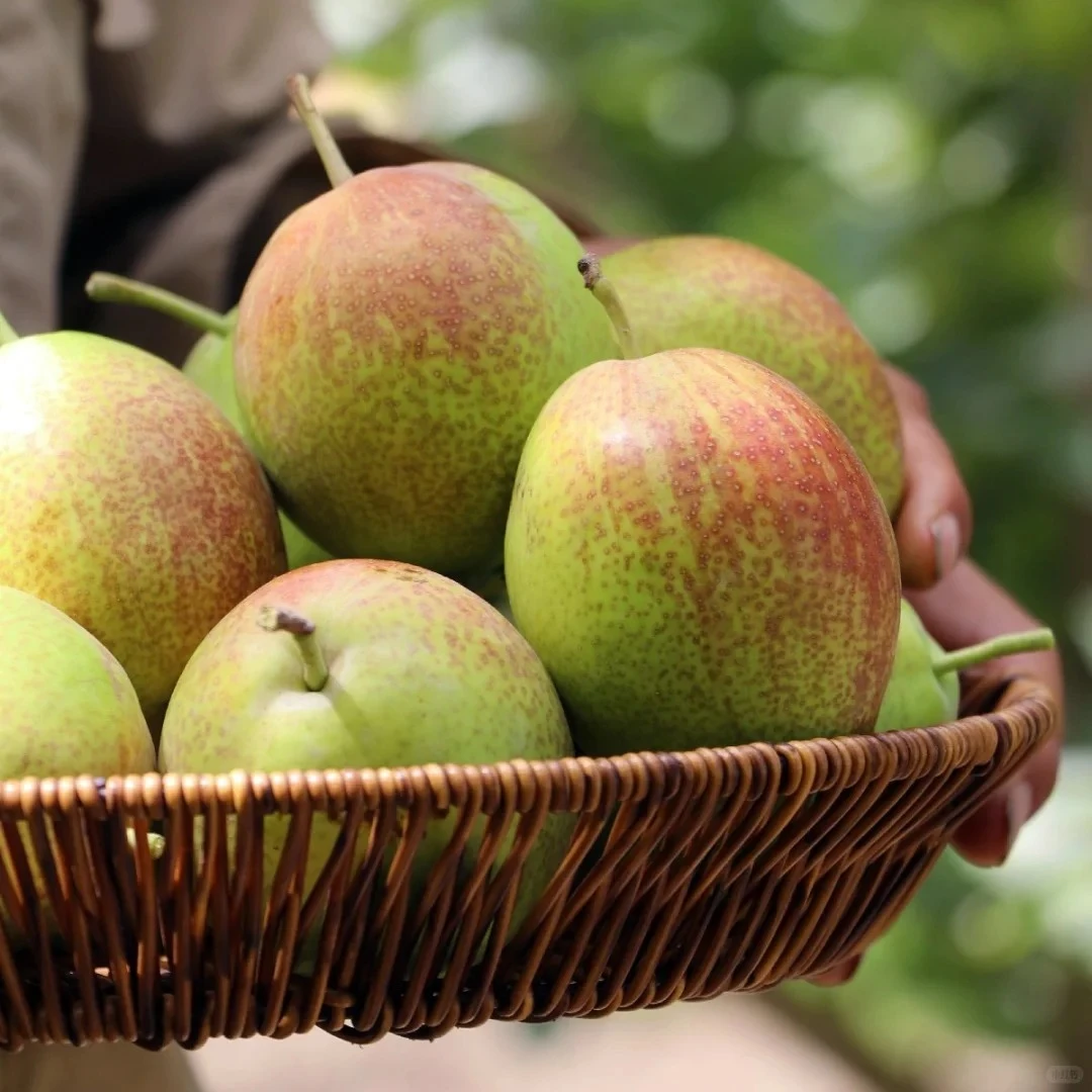 【京东/顺丰】新疆库尔勒红香酥梨脆甜爆汁皮薄多汁口口爆汁直发