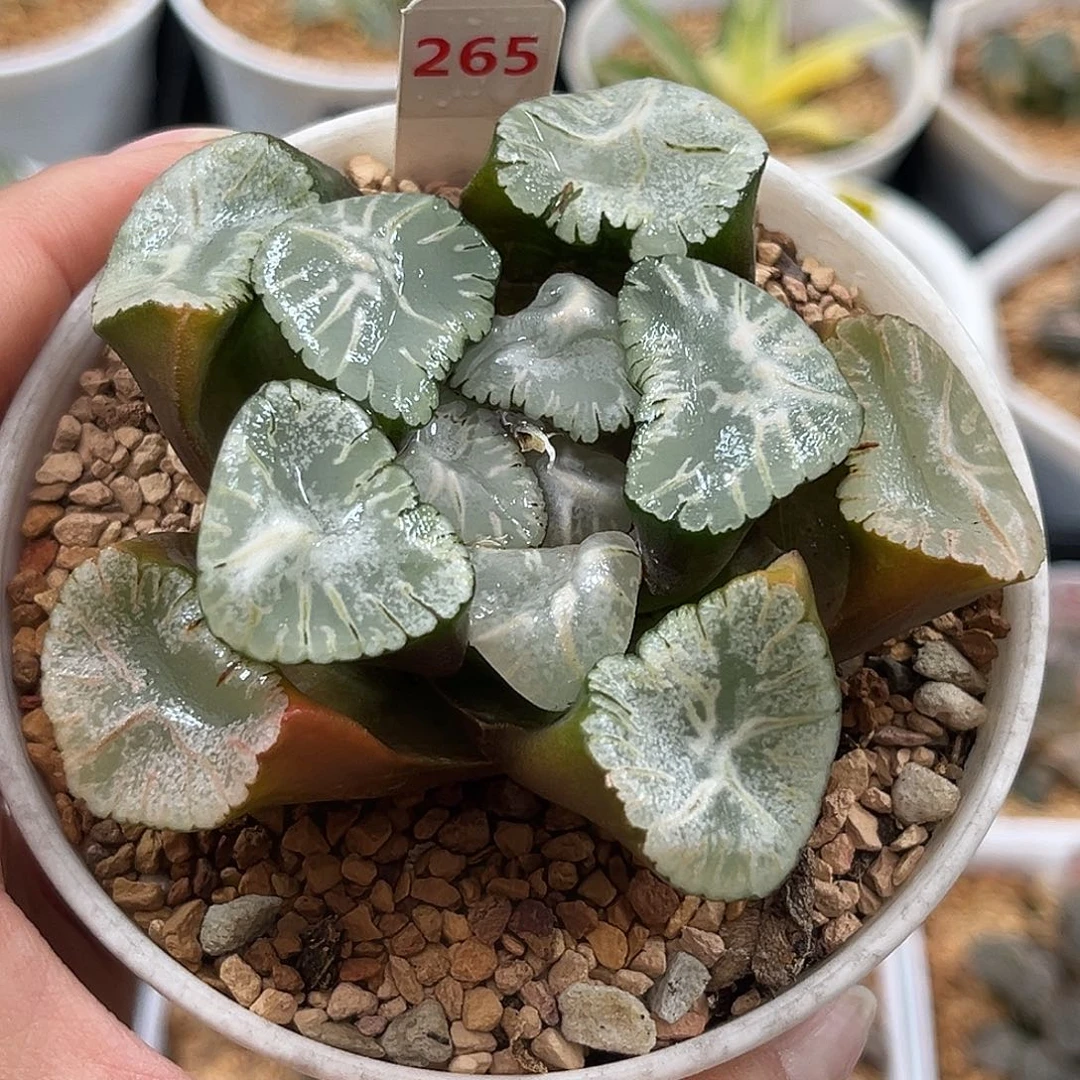 265福利马萨林万象