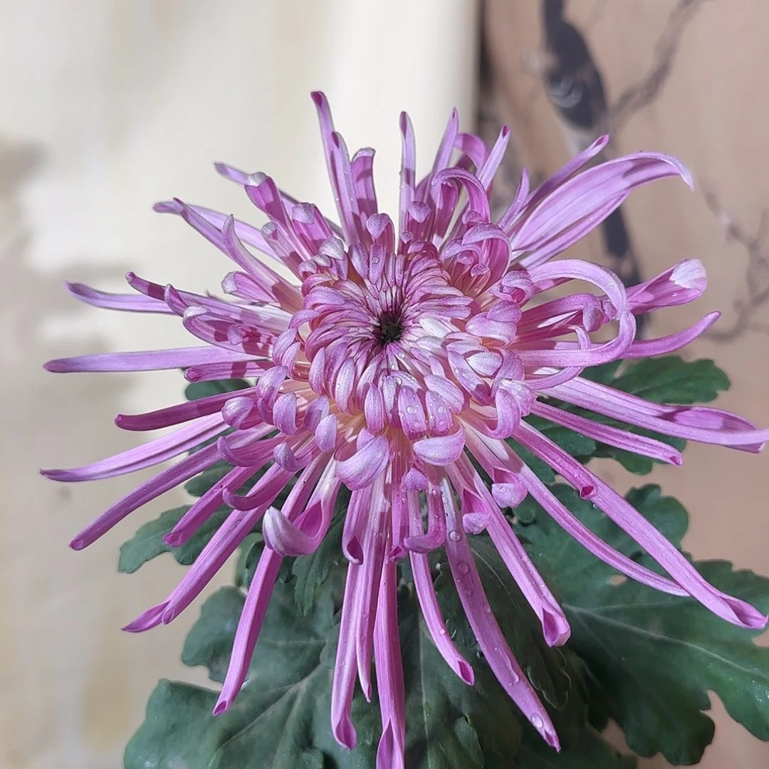 全部花朵E44444444