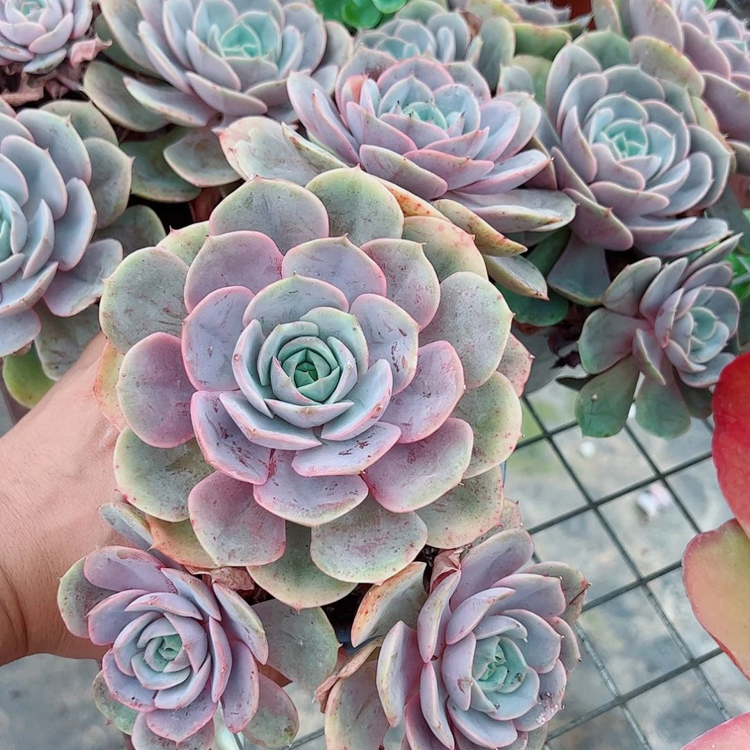 蓝色苍鹭多头群生老桩精品