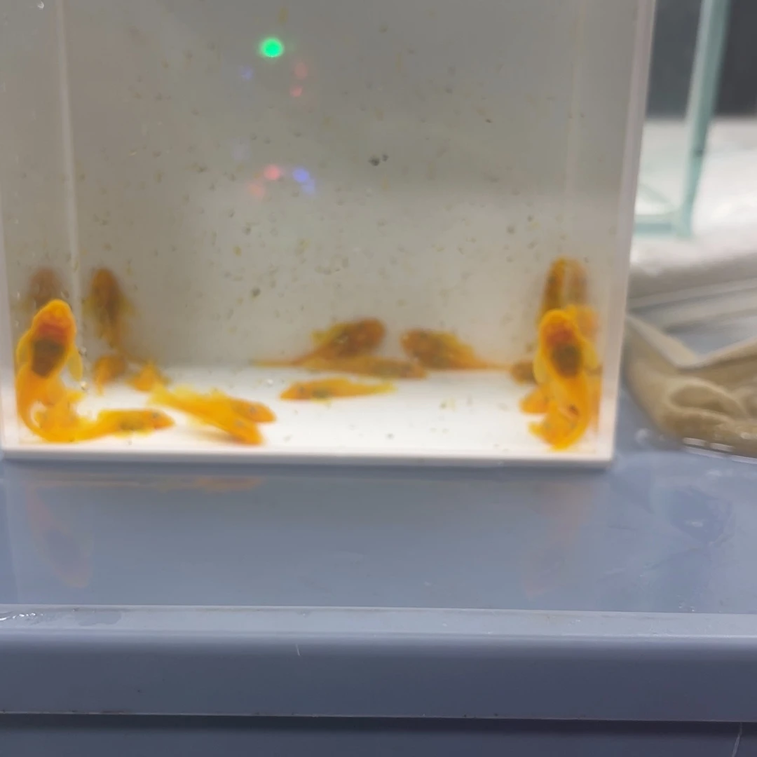 孔雀鱼小胡子20条开箱视频报损