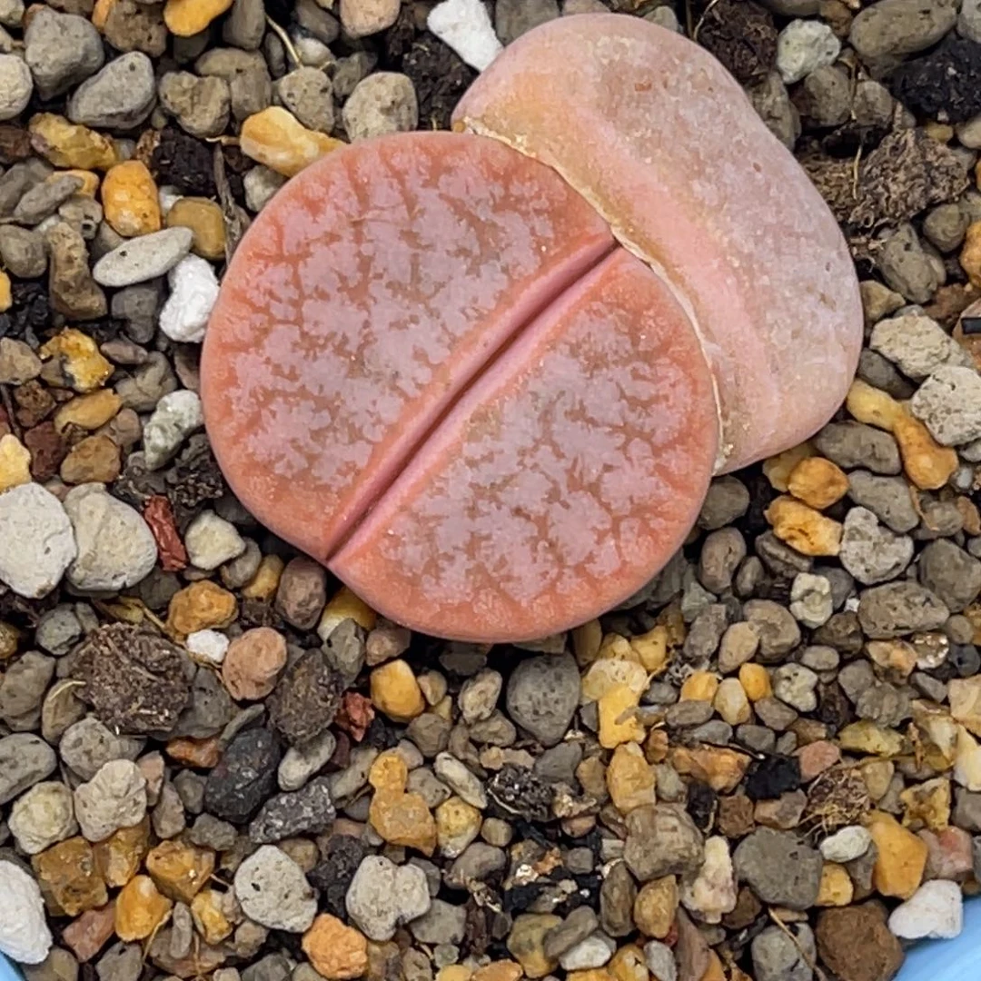4324粉体拿铁荒玉尺寸2.5