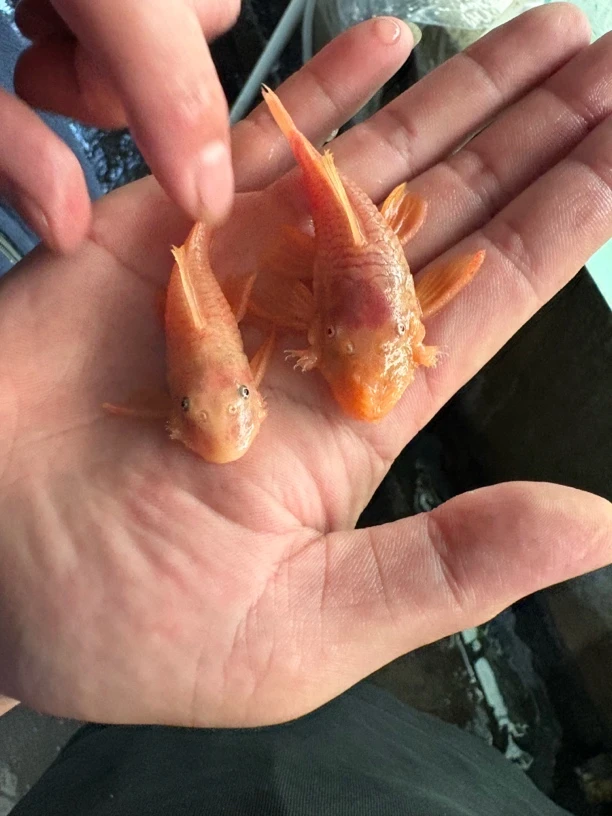 黄金胡子工具鱼一对发货