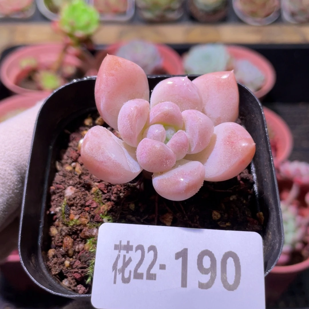 花利美22-190奶糖