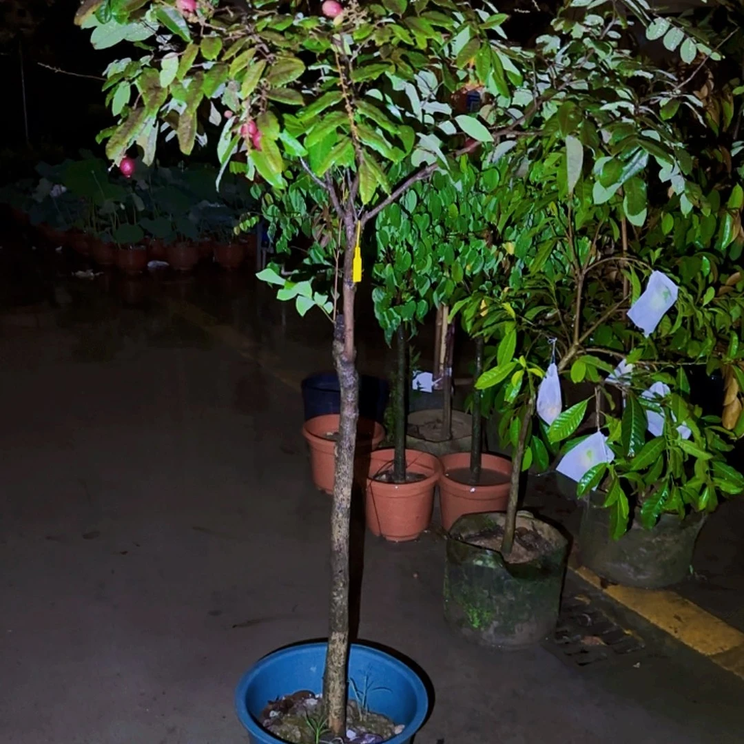 小***鳯无花朵果树111111111111